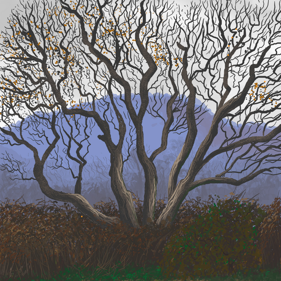 A tree in my backyard