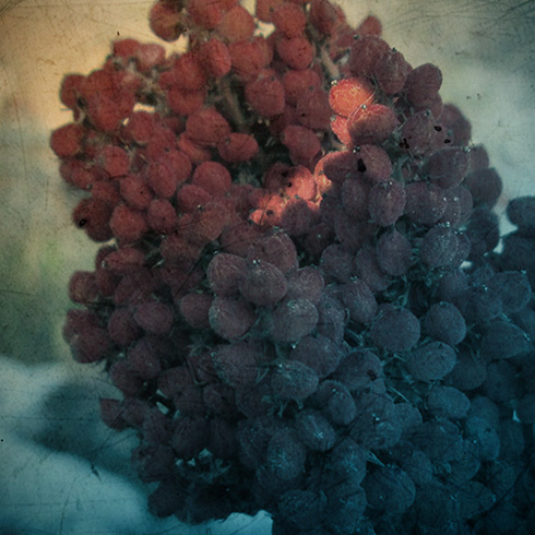 Manipulation - Winter