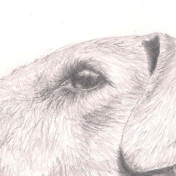 Drawing - Terrier